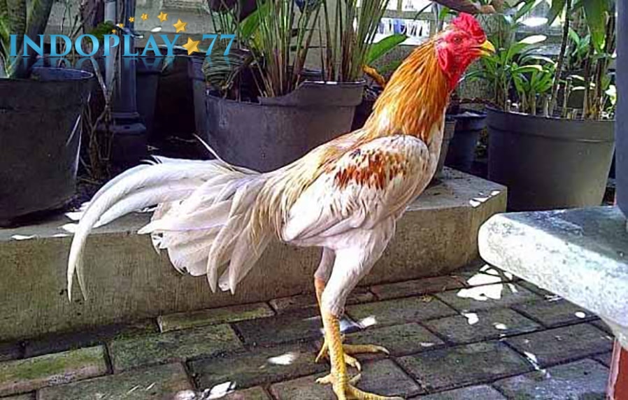 Ayam Bangkok Blorok Madu