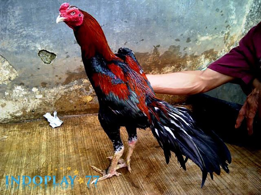 Ayam Bangkok Pakhoy